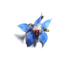 Bernagieolie Bernagieolie