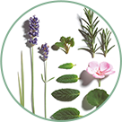 BIOLOGISCH ESSENTIËLE OLIËN