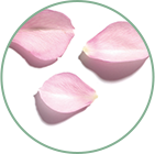 BIOLOGISCHE ROZENHYDROLAAT